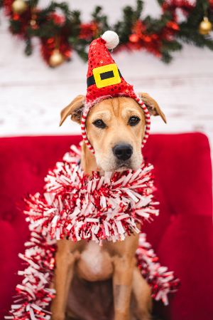 A PAWFECT CHRISTMAS